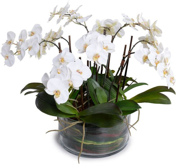 Phalaenopsis Leaf It Orchid
