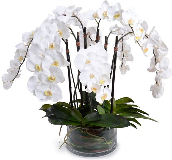 Phalaenopsis Leaf It