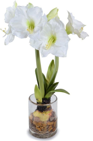 Amaryllis Plant
