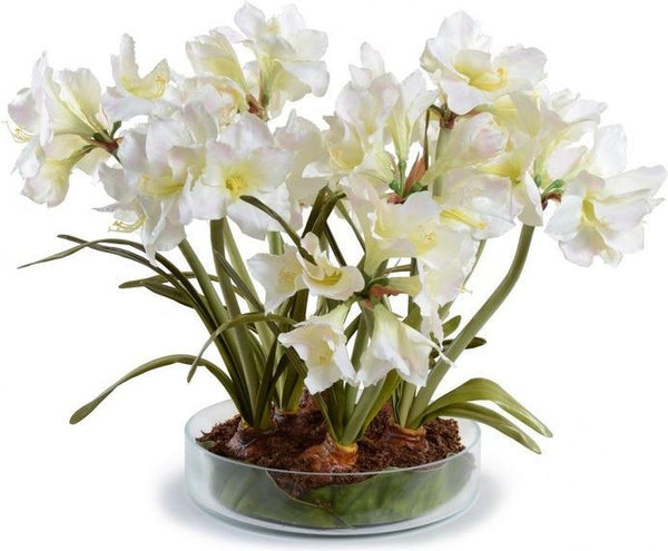 Amaryllis Plant