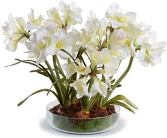 Amaryllis Plant