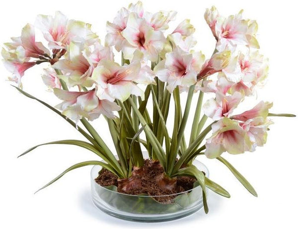 Amaryllis Plant