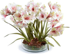 Amaryllis Plant