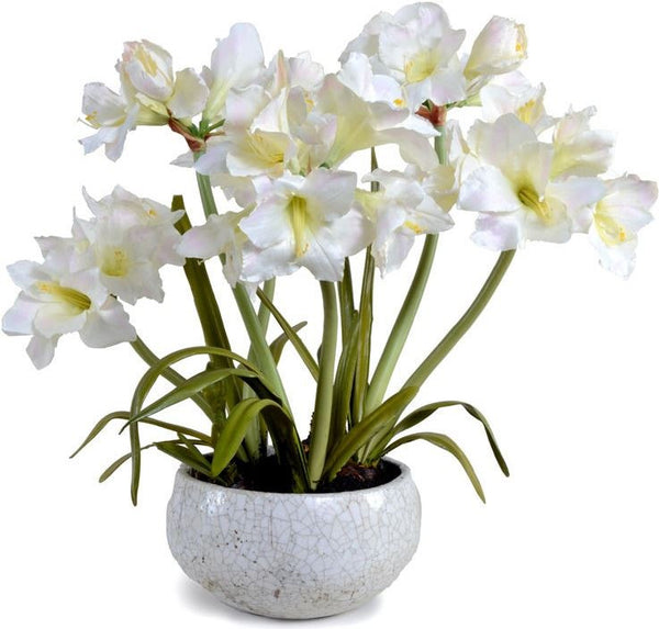 Amaryllis Plant