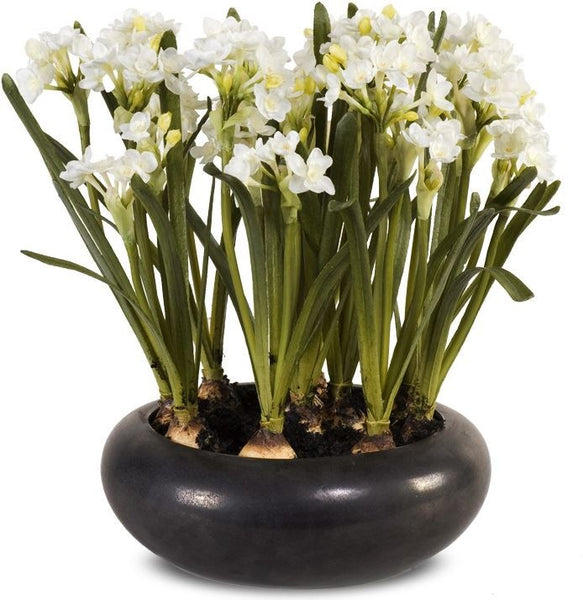 Paperwhite Narcissus Arrangement