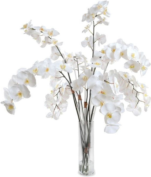Phalaenopsis Orchid Stems