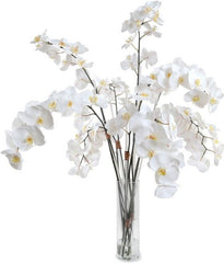 Phalaenopsis Orchid Stems