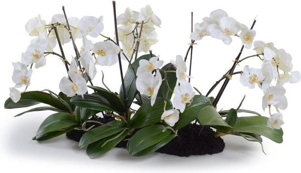 Phalaenopsis Flowerscapes