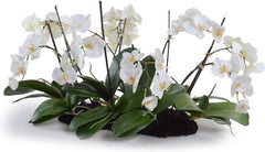 Phalaenopsis Flowerscapes