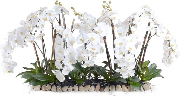 Phalaenopsis Flowerscapes