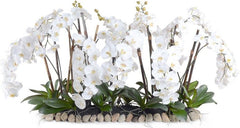 Phalaenopsis Flowerscapes