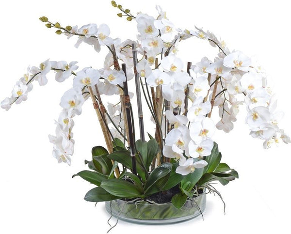 Phalaenopsis Leaf It Orchid