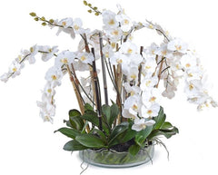 Phalaenopsis Leaf It Orchid