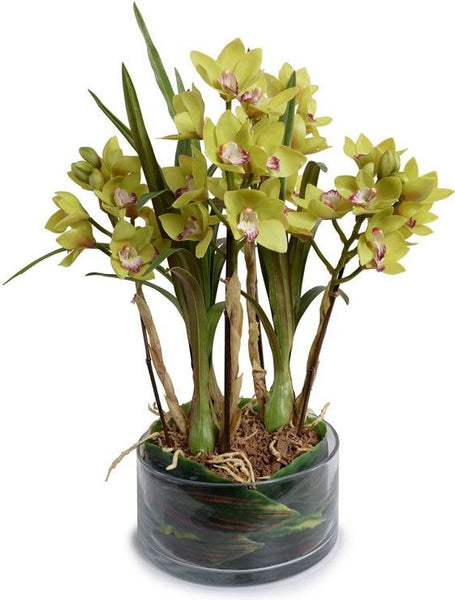 Cymbidium Orchid Leaf It