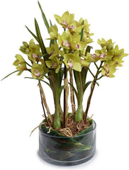 Cymbidium Orchid Leaf It