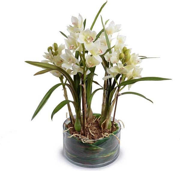 Cymbidium Orchid Leaf It