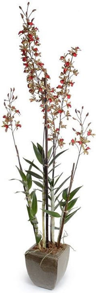 Dendrobium Orchid