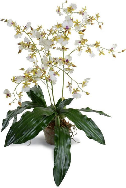 Hybrid Oncidium Orchid