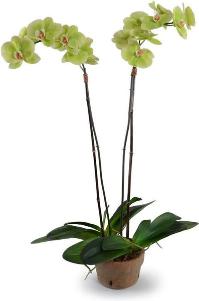 Phalaenopsis Orchid