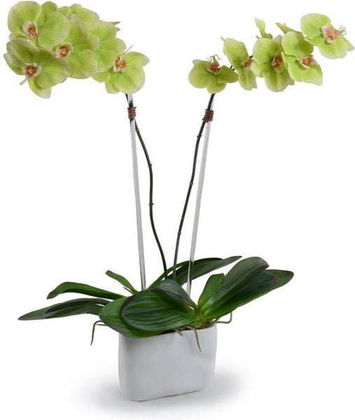 Phalaenopsis Orchid