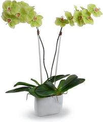 Phalaenopsis Orchid