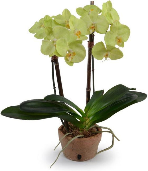 Phalaenopsis Orchid