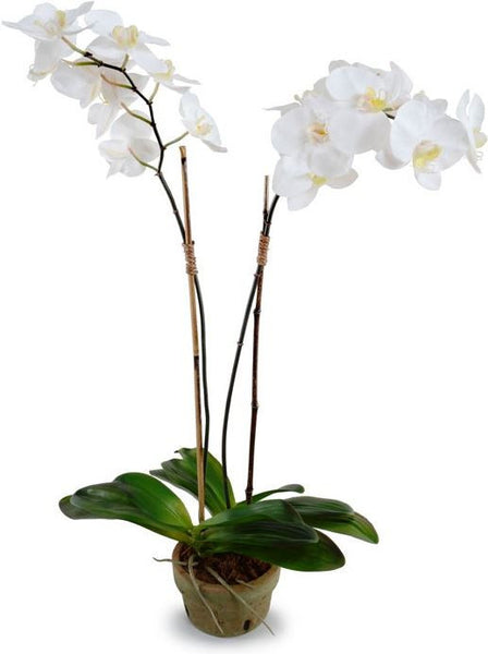 Phalaenopsis Orchid