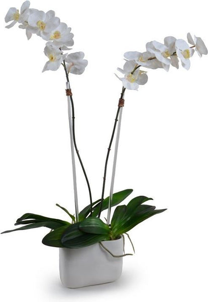 Phalaenopsis Orchid
