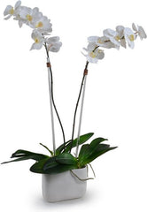 Phalaenopsis Orchid