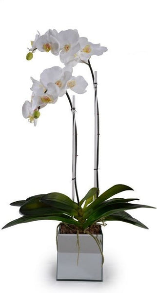 Phalaenopsis Orchid