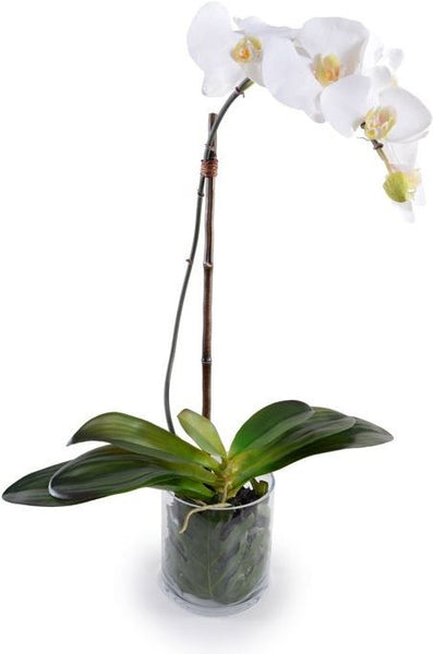Phalaenopsis Leaf It