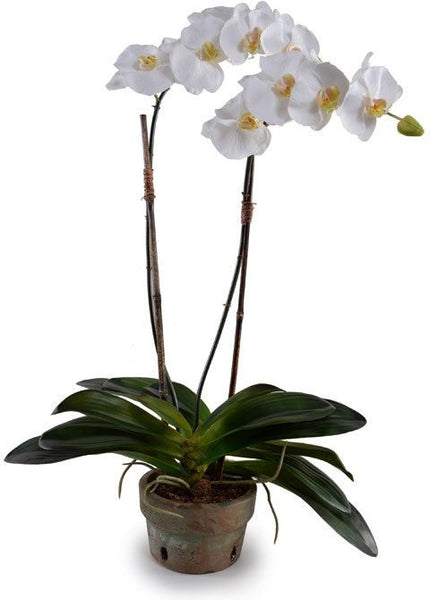 Phalaenopsis Orchid