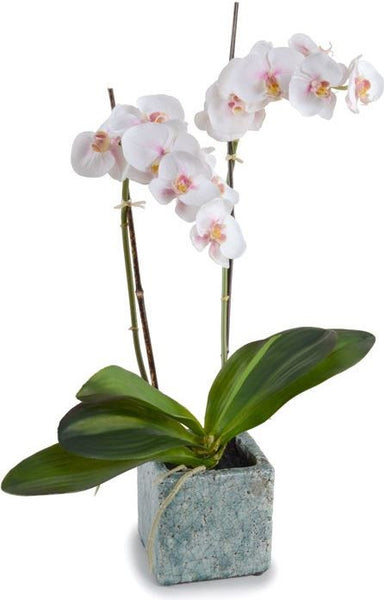 White/pink Phalaenopsis