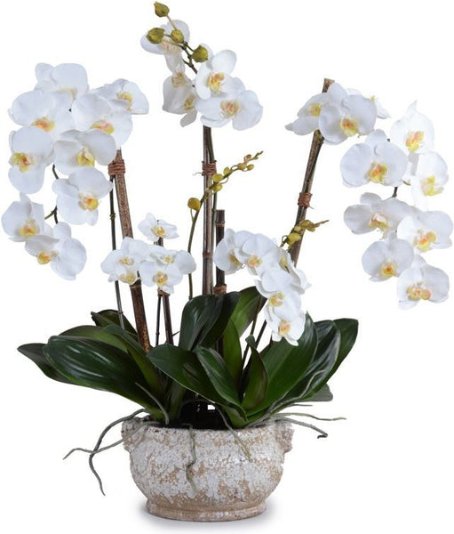 Phalaenopsis Orchid