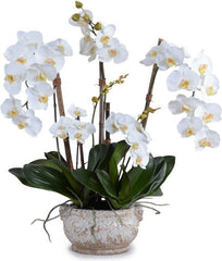 Phalaenopsis Orchid