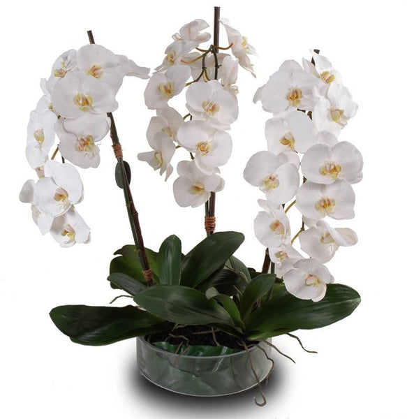 Phalaenopsis Leaf It