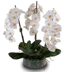 Phalaenopsis Leaf It