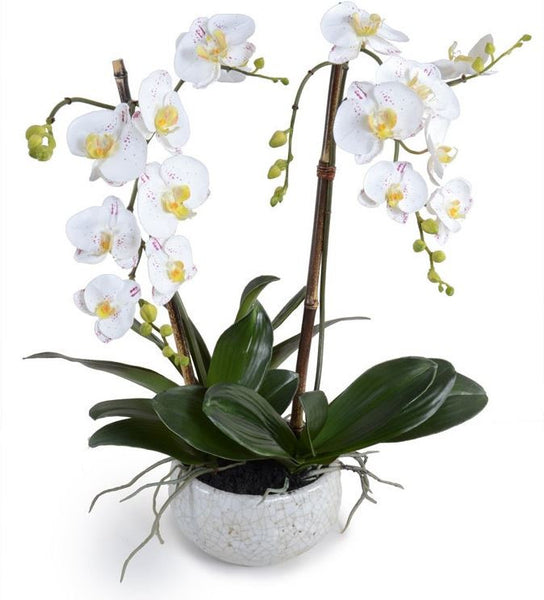 Phalaenopsis Orchid
