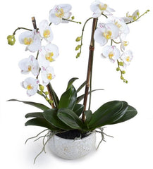 Phalaenopsis Orchid