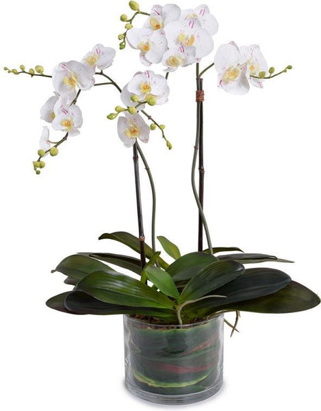 Phalaenopsis Orchid