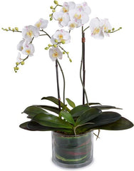 Phalaenopsis Orchid