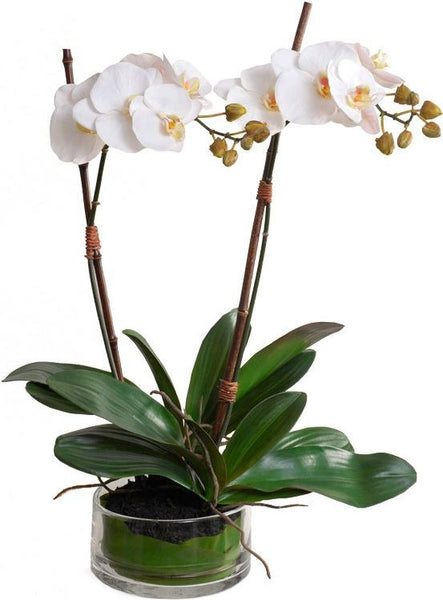 Phalaenopsis Leaf It