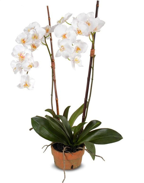 Phalaenopsis Orchid