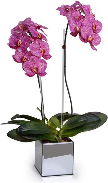 Phalaenopsis Orchid