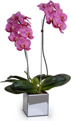 Phalaenopsis Orchid