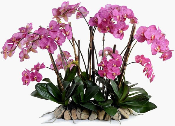 Phalaenopsis Flowerscapes