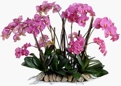 Phalaenopsis Flowerscapes