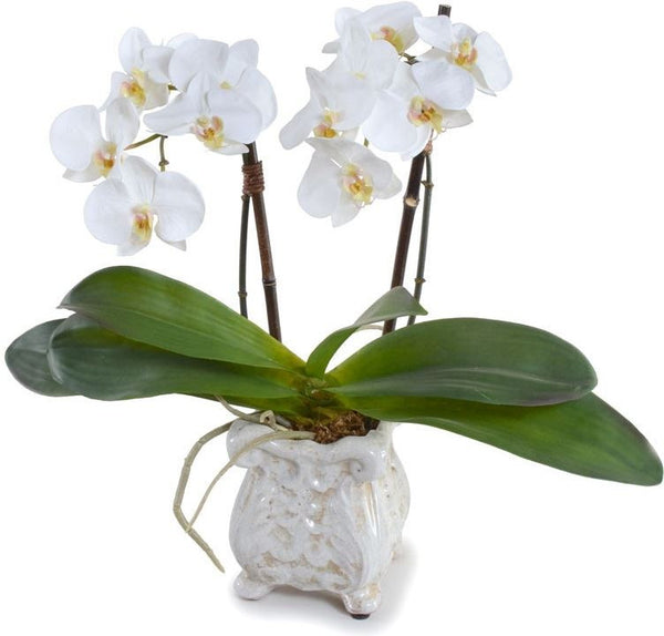 Small Phalaenopsis Orchid
