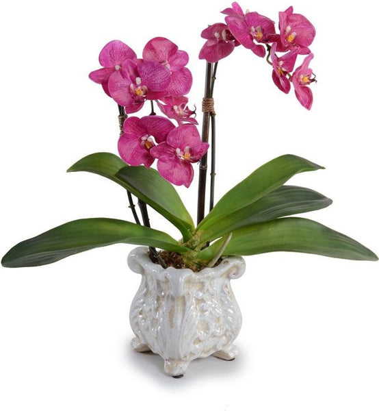 Small Phalaenopsis Orchid