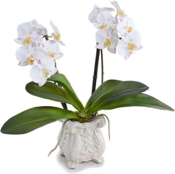 Small Phalaenopsis Orchid